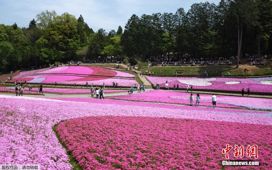 日本公园芝樱怒放 游人赏花流连忘返