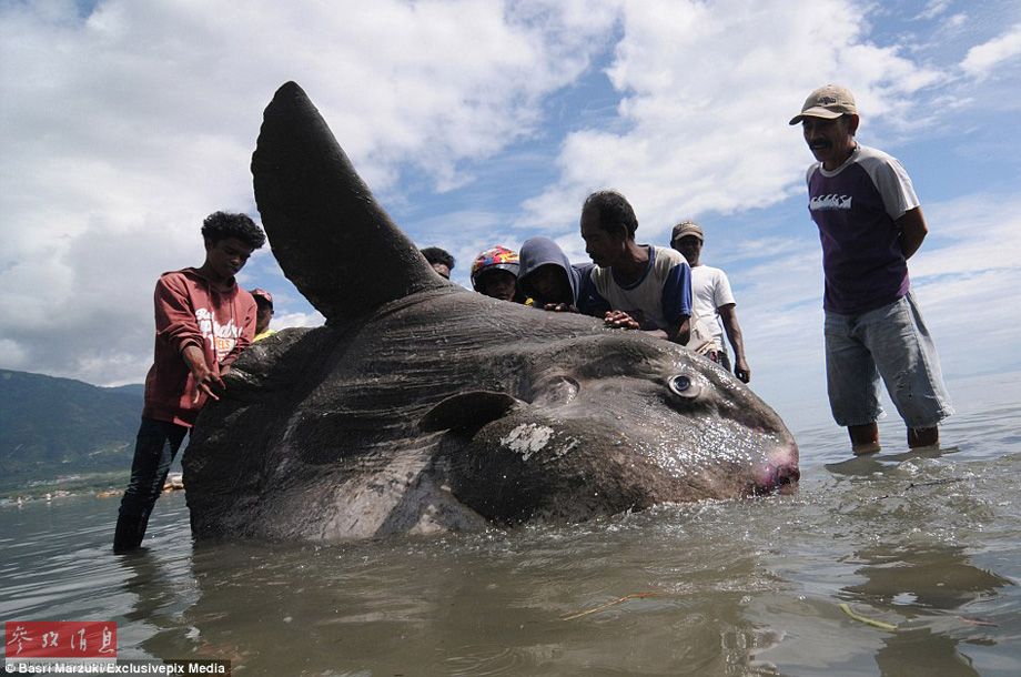 印尼渔民发现罕见“海洋怪物”