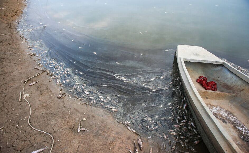 湖北：350万斤鮰鱼苗因瘟疫死亡
