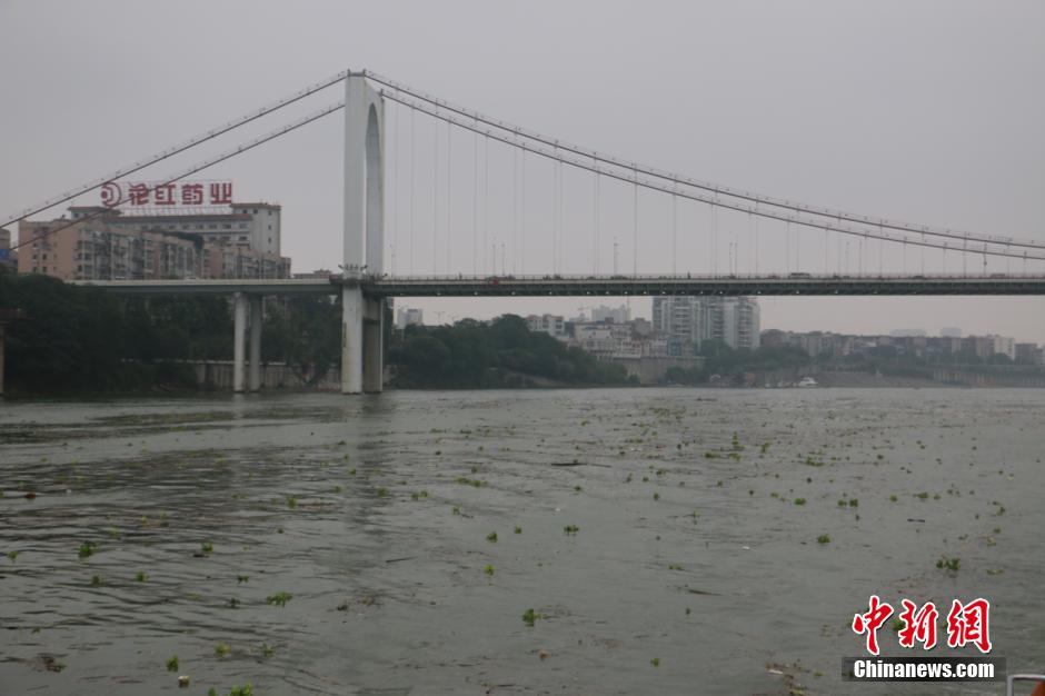 广西雨季来临 水葫芦入侵城市河道[5]