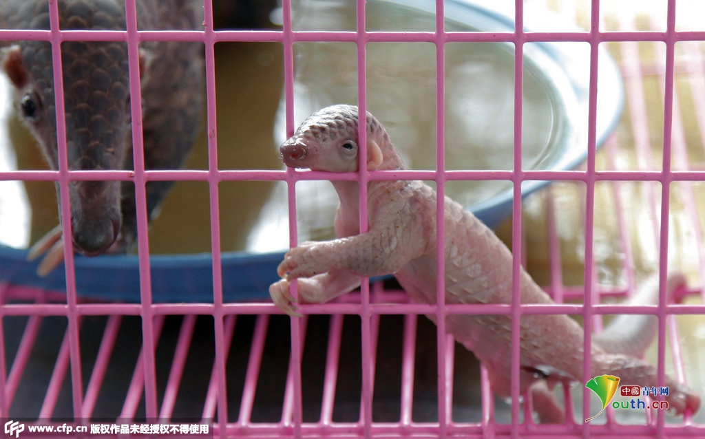印尼濒危鹦鹉被塞塑料瓶走私 盘点各国残忍动物交易