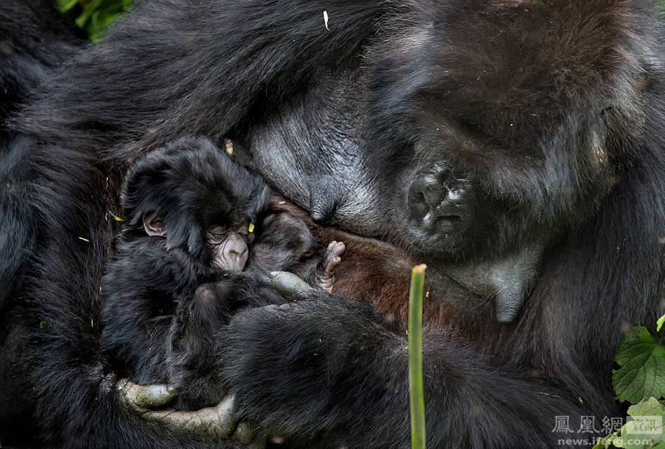 大猩猩的母爱