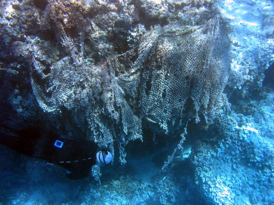 海洋垃圾影响生态系统：废弃渔网困住海龟 窒息珊瑚