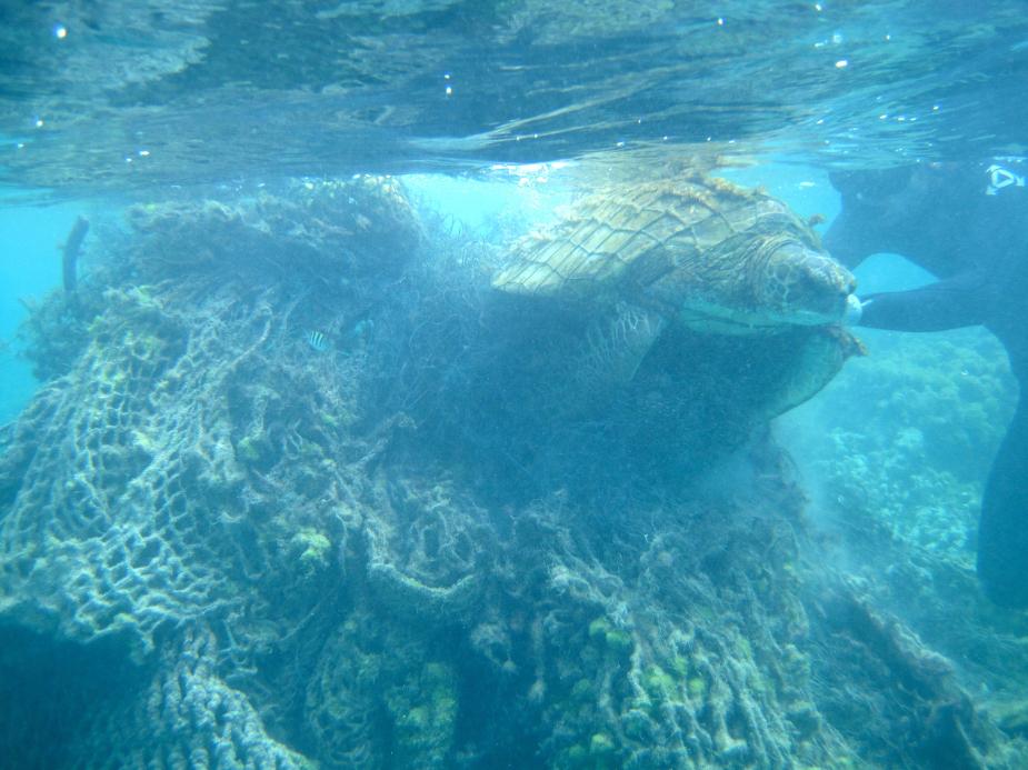 海洋垃圾影响生态系统：废弃渔网困住海龟 窒息珊瑚