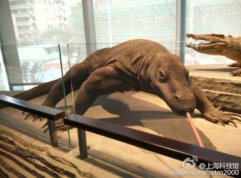 上海自然博物馆开馆不到1月 海星被乱摸致死