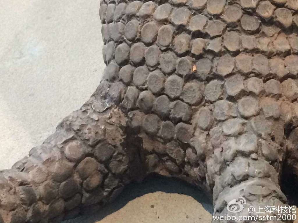 上海自然博物馆开馆不到1月 海星被乱摸致死
