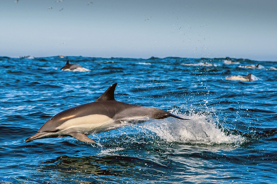 南非洋面现千只海豚捕食浩大场面