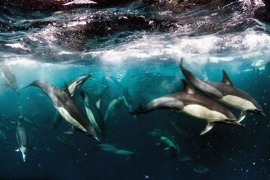 南非洋面现千只海豚捕食浩大场面