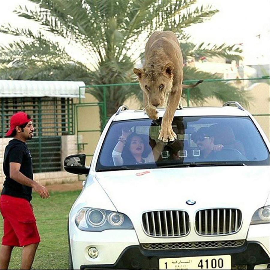 阿拉伯“土豪”养老虎狮子当宠物 网上晒图受热捧(组图)