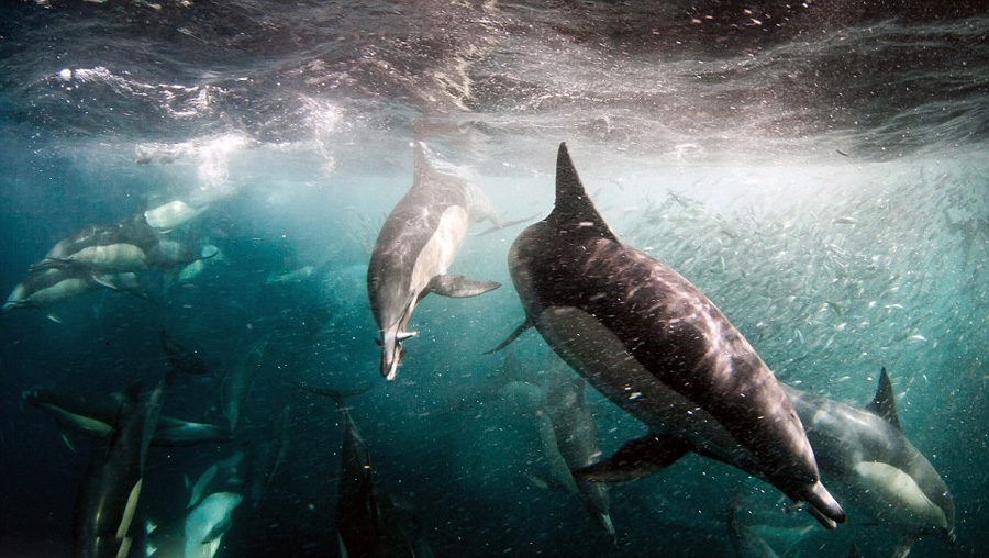 千只海豚捕食场景
