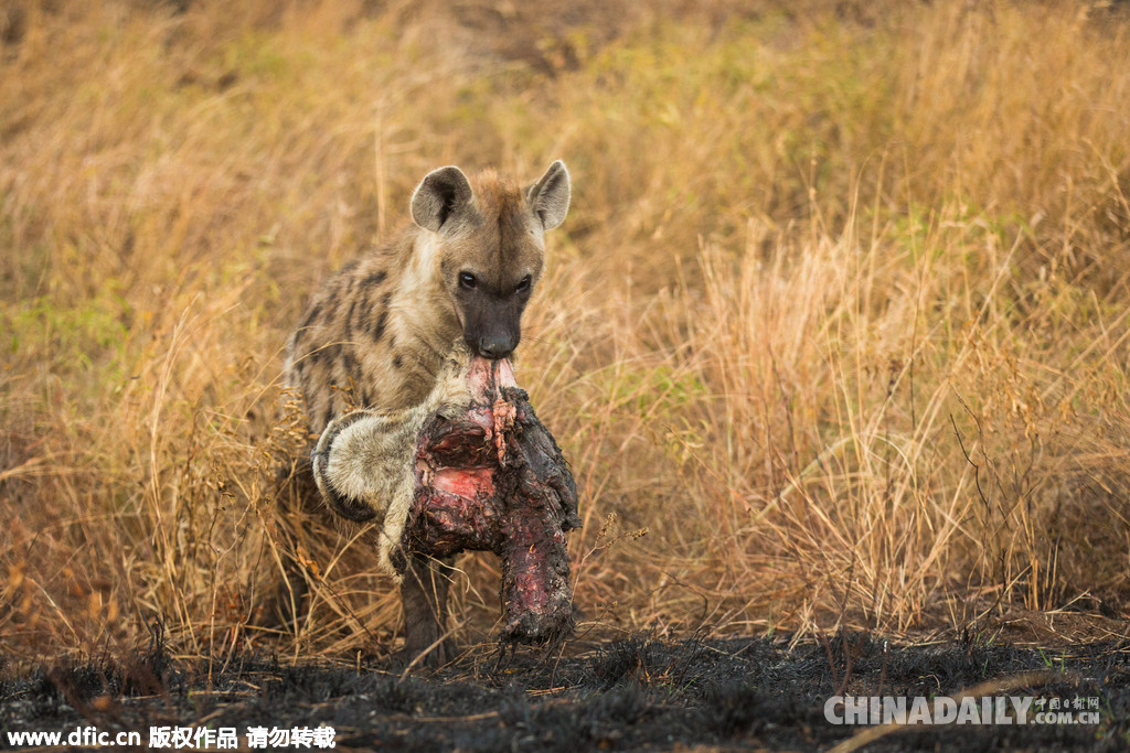 残忍大自然 鬣狗叼着母狮头颅游行炫耀