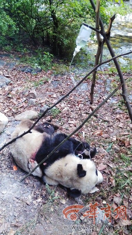 陕西野生熊猫疑因“抢媳妇”致背部受伤