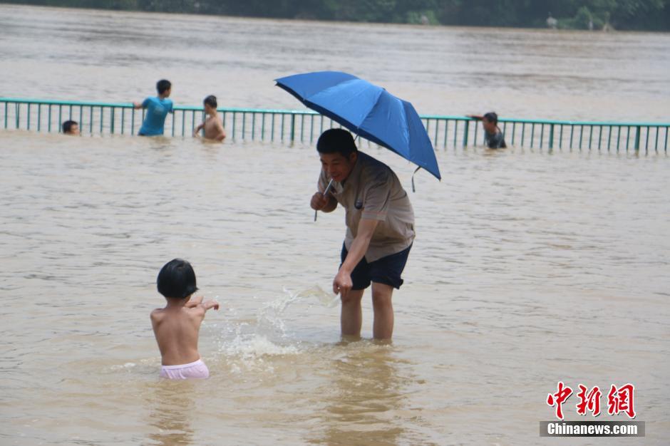 广西暴雨至柳江河水上涨 市民水中作乐
