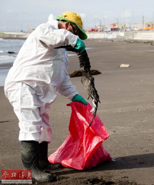 智利海滩现上千只死鸟