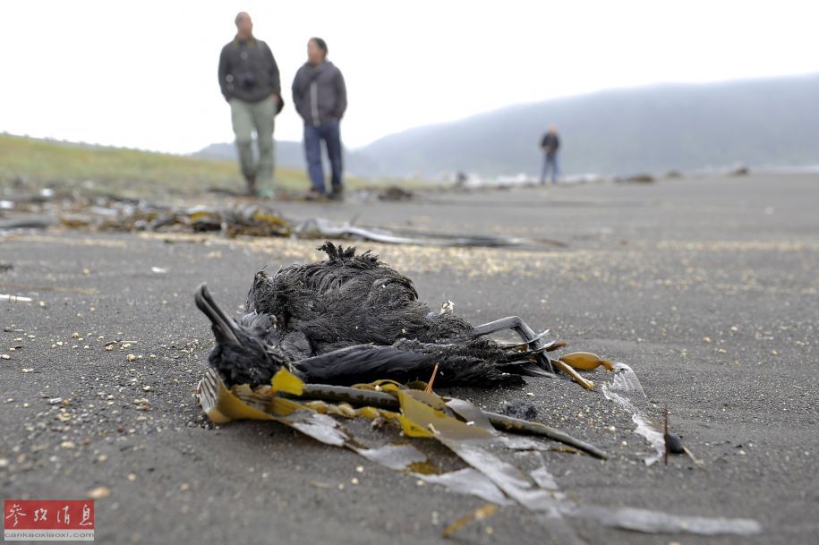 智利海滩现上千只死鸟