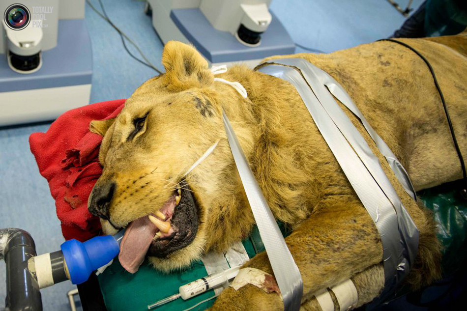 给狮子切除肿瘤