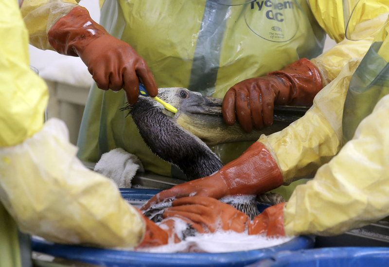 美国加州发生石油泄漏事故 人们为“黑色”鹈鹕洗澡
