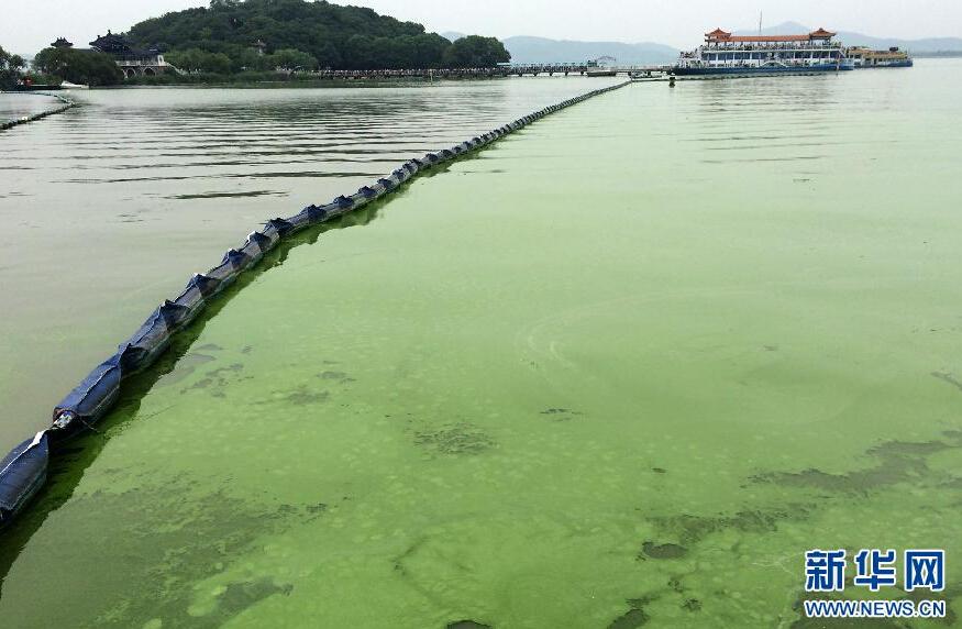 太湖现大量蓝藻 水面如同泼绿漆