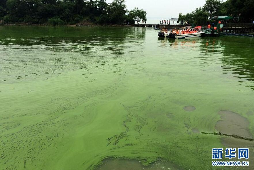 太湖现大量蓝藻 水面如同泼绿漆