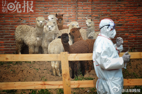 北京：9头染疫羊驼被“安乐死”