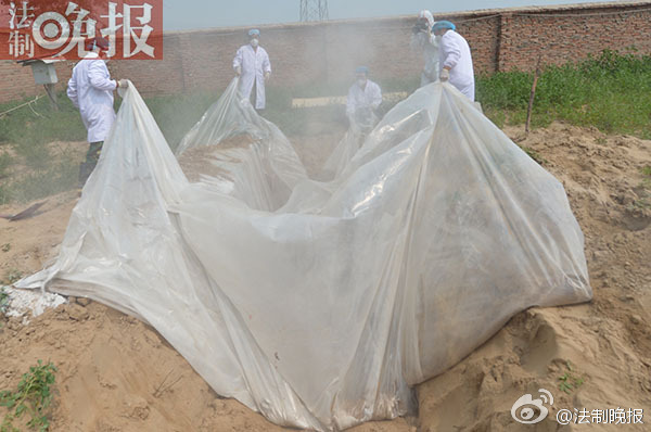 北京：9头染疫羊驼被“安乐死”