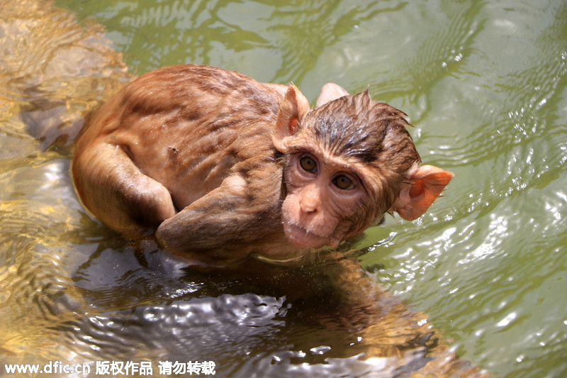 印度猴庙猕猴跳入池中泡澡 抵御极端高温天气