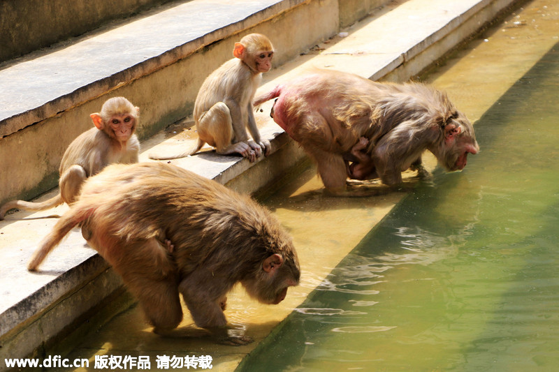 印度猴庙猕猴跳入池中泡澡 抵御极端高温天气