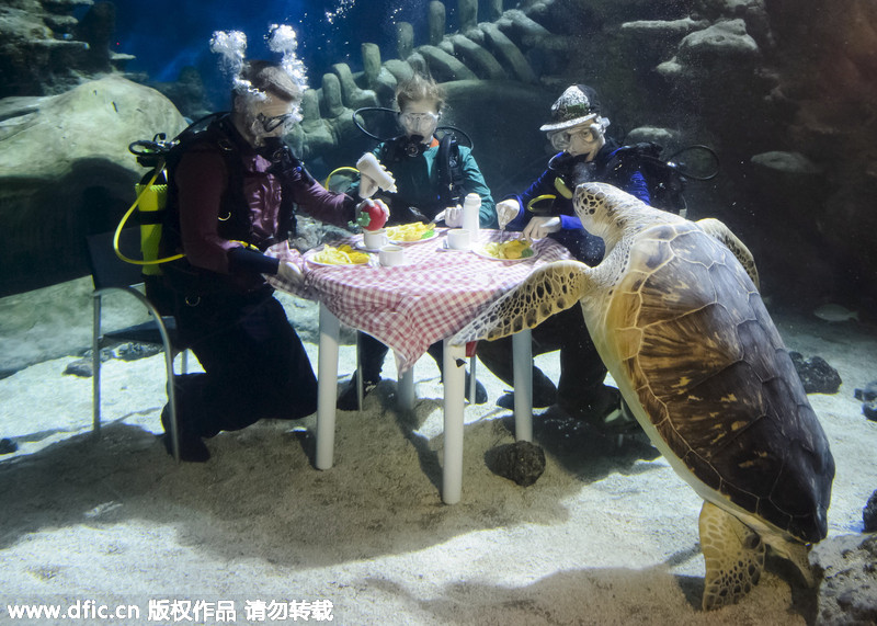 英潜水员水下用餐淡定自若 乌龟鲨鱼干瞪眼