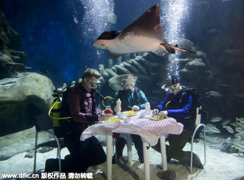 英潜水员水下用餐淡定自若 乌龟鲨鱼干瞪眼