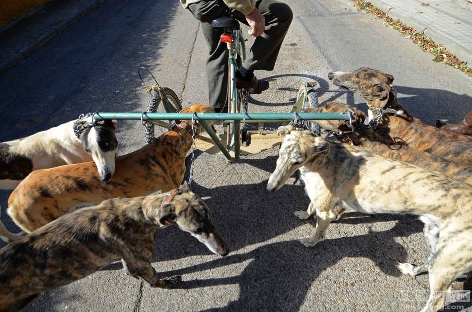 西班牙灰狗的悲哀