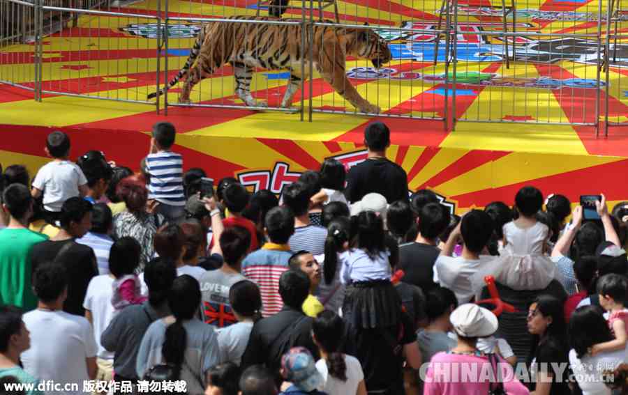 沈阳：商场上演马戏团吸引千人围观
