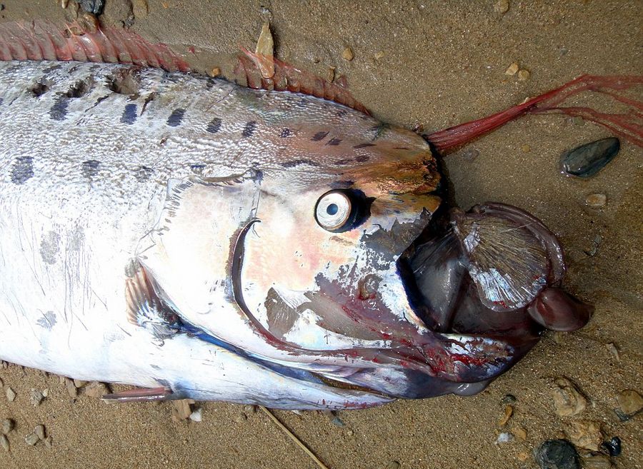 美国海滩惊现逾5米长巨型皇带鱼