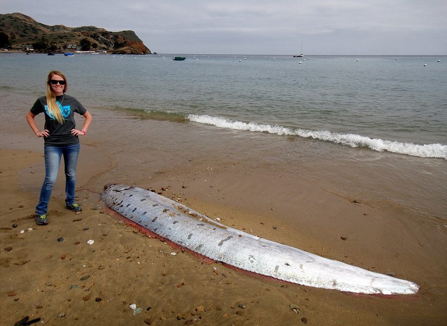 美国海滩惊现逾5米长巨型皇带鱼