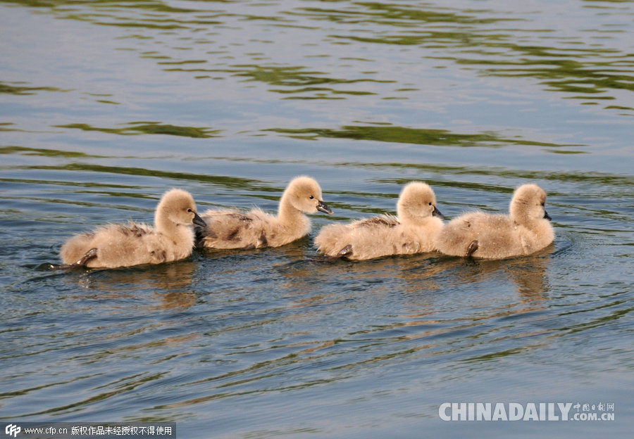 北京: 黑天鹅新添宝宝喜迎“世界环境日”