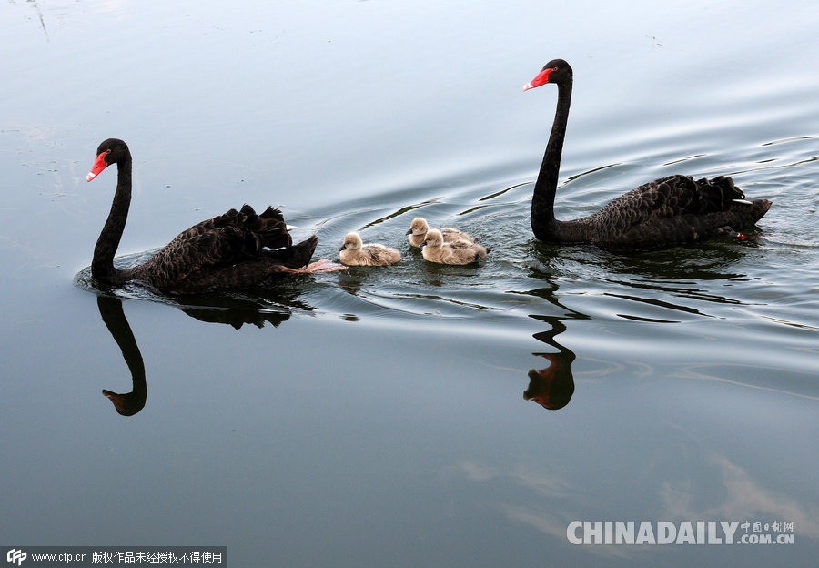 北京: 黑天鹅新添宝宝喜迎“世界环境日”