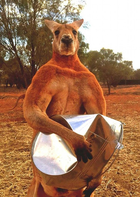 澳洲2米高拳击袋鼠 每日训练爪碎铁桶