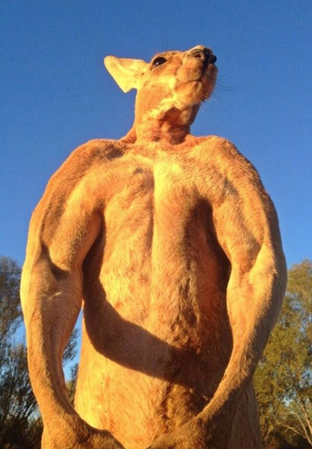 澳洲2米高拳击袋鼠 每日训练爪碎铁桶