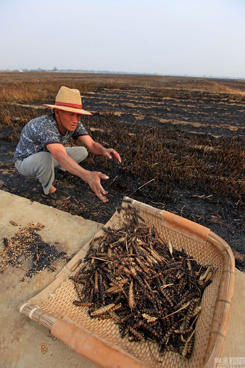 河南安阳万亩麦田着火 小麦秋苗损失惨重[4]