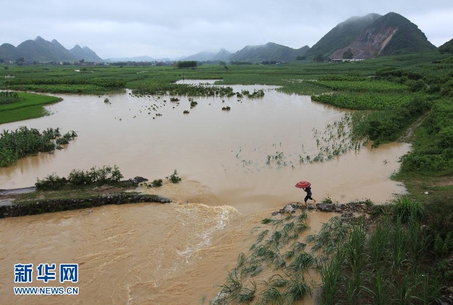 广西柳城遭暴雨袭击 庄稼受灾严重