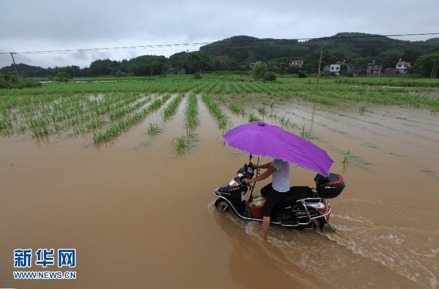 广西柳城遭暴雨袭击 庄稼受灾严重