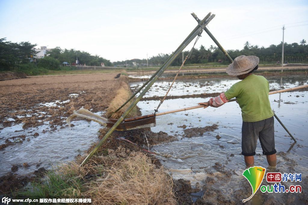海南琼海持续高温少雨 旱情蔓延[5]