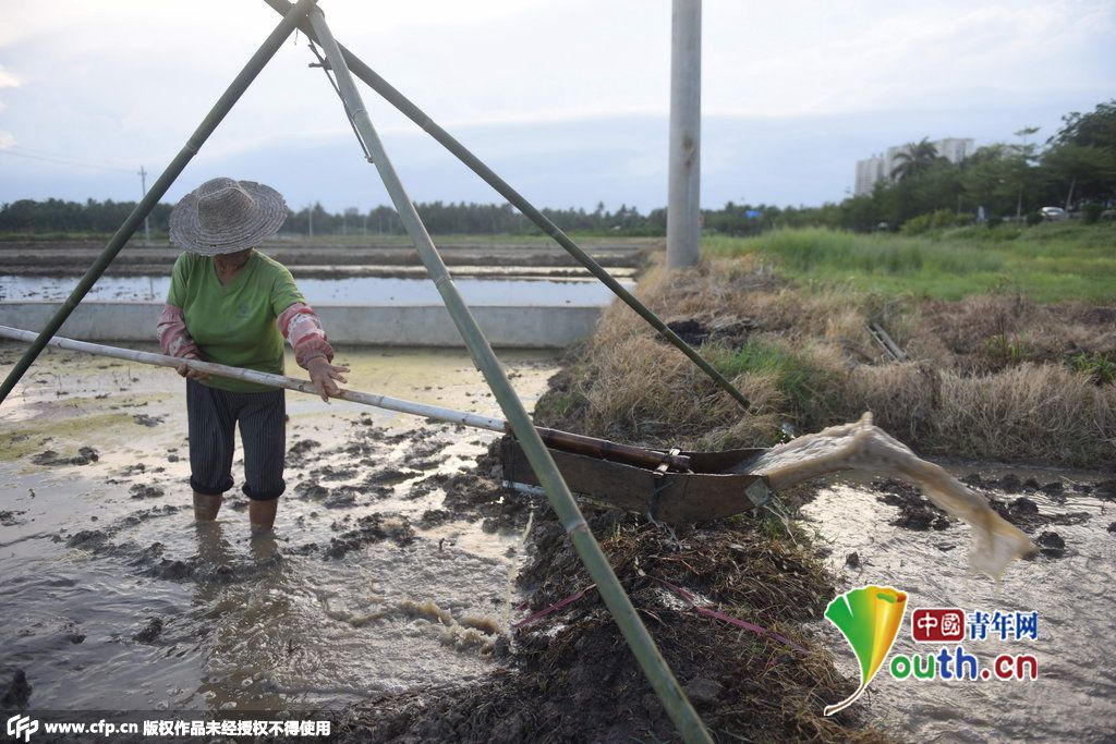 海南琼海持续高温少雨 旱情蔓延[8]