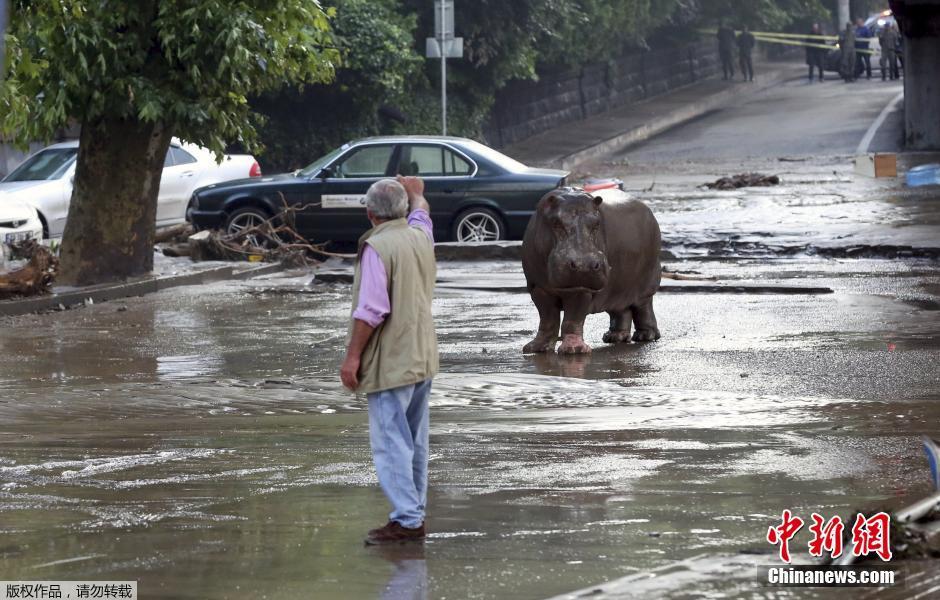 格鲁吉亚遭洪灾袭击 河马逃离动物园