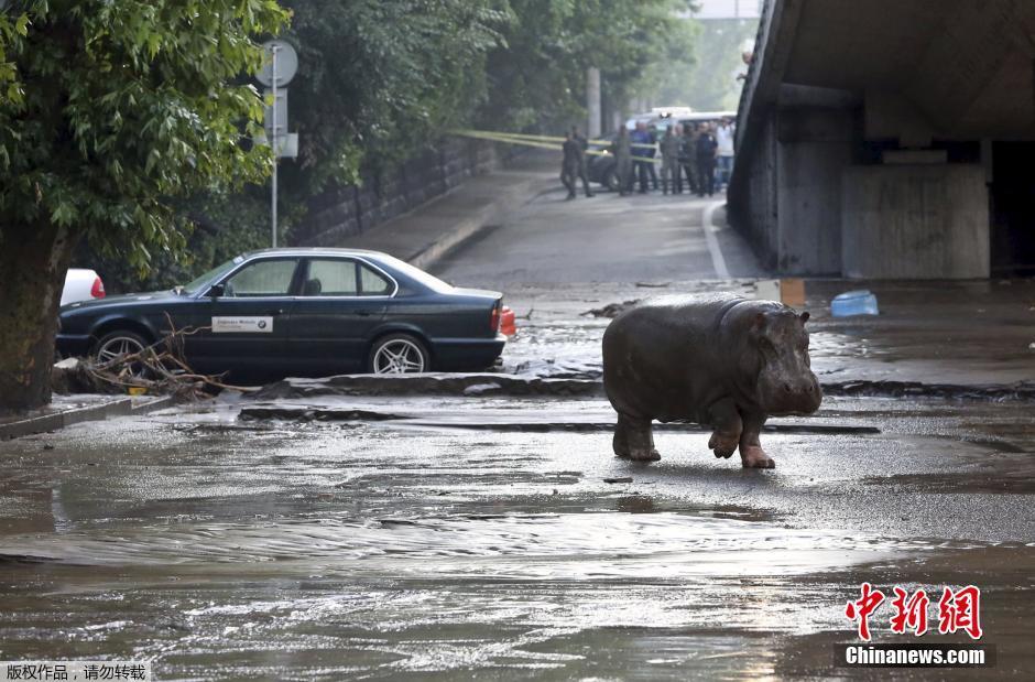 格鲁吉亚遭洪灾袭击 河马逃离动物园