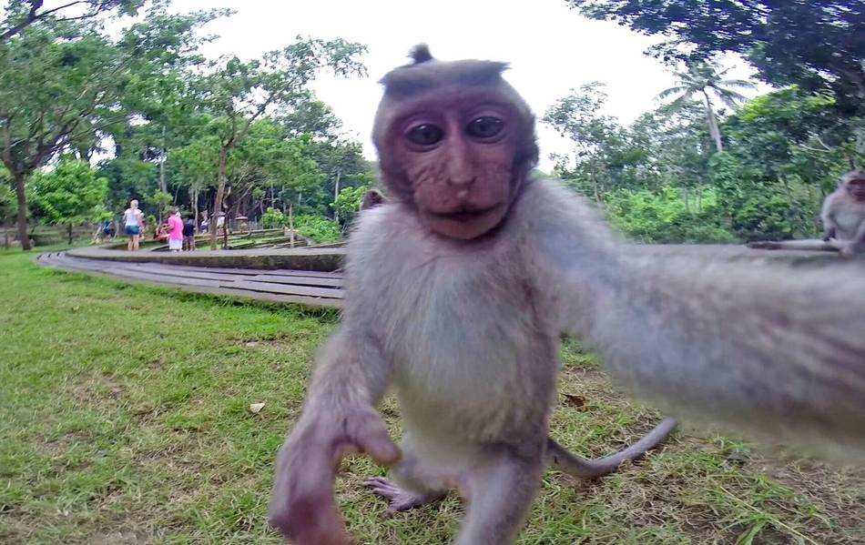 长尾猕猴抢走相机“自拍”