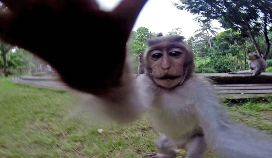 长尾猕猴抢走相机“自拍”