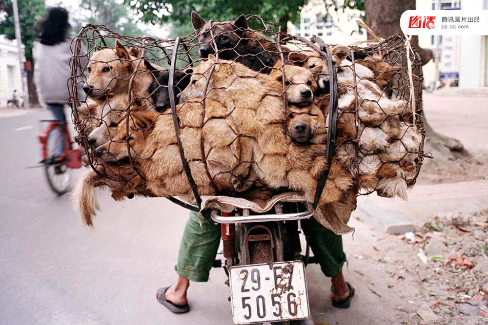 广西玉林：摄影师走访活狗市场