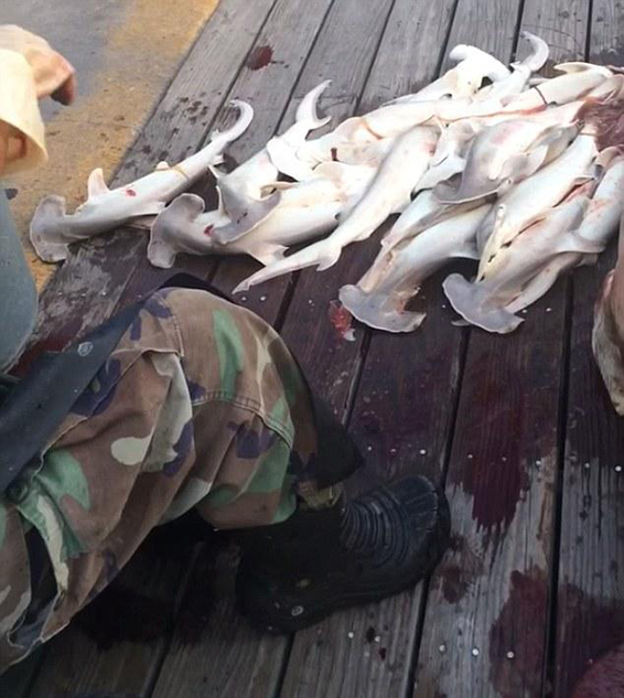 美国水手当众剖腹鲨鱼 剖出34只鲨鱼宝宝