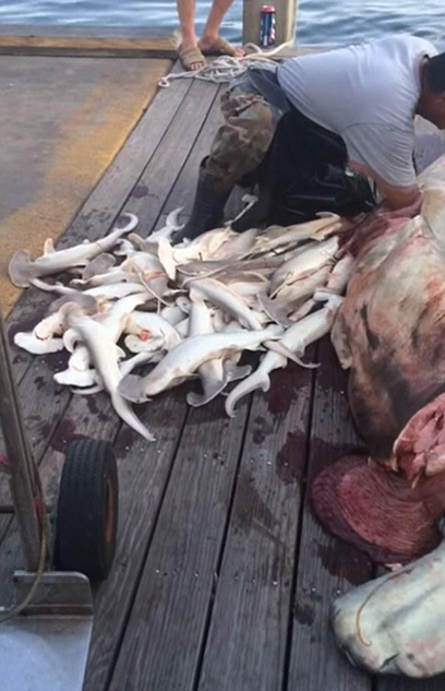美国水手当众剖腹鲨鱼 剖出34只鲨鱼宝宝