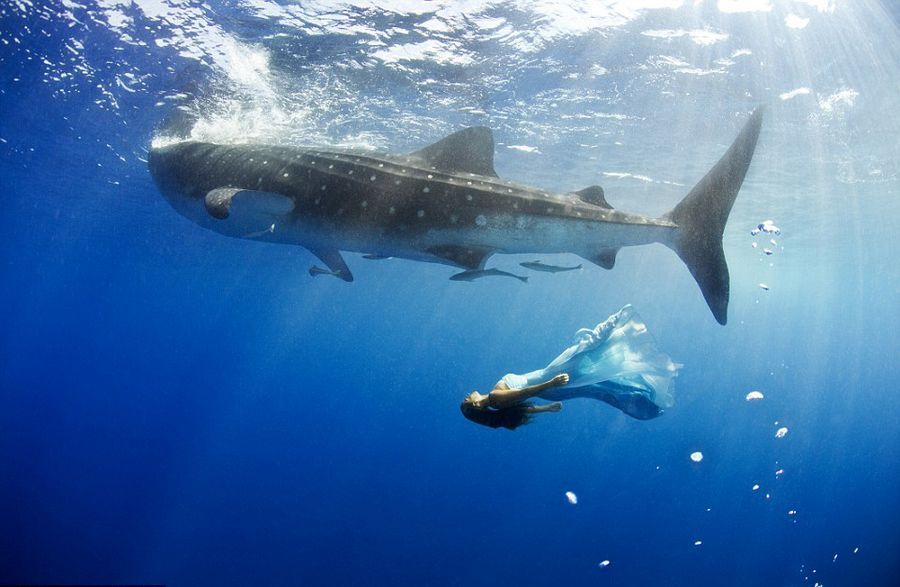摄影师海底拍摄美女与鲨鱼同游合照